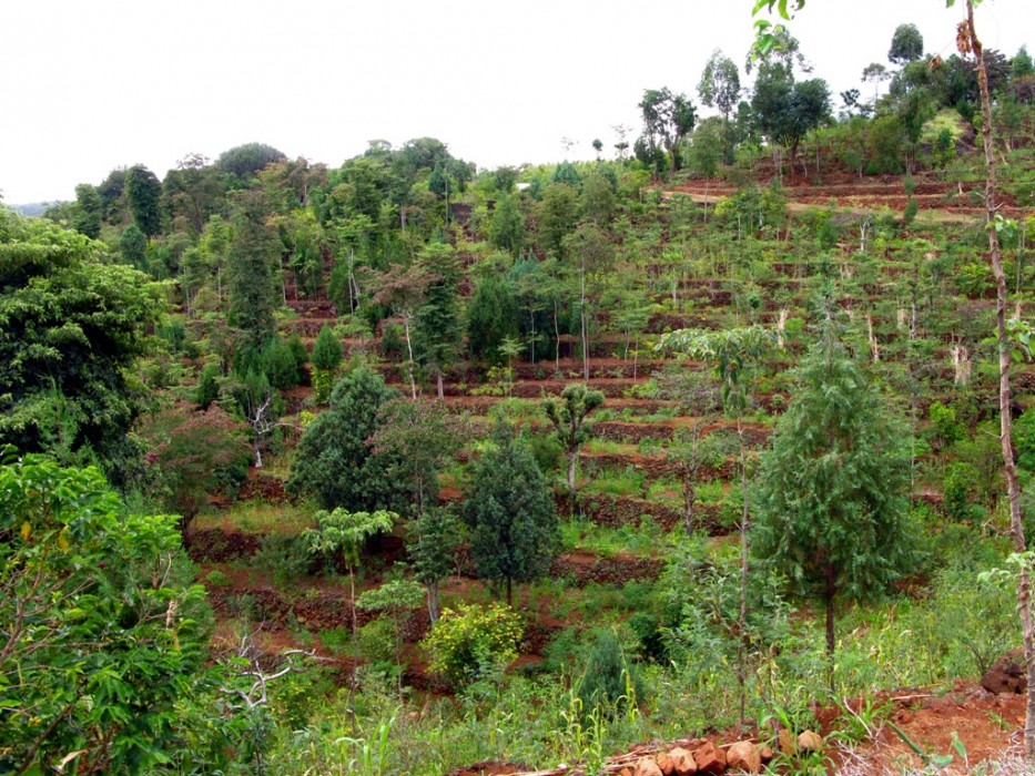 Photo of an agroforest